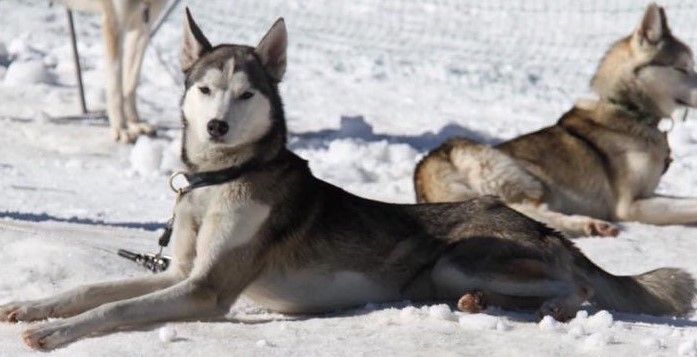 Du Domaine De Mi-loup Okami