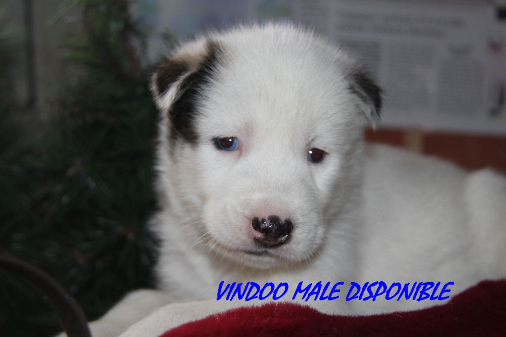 Du Domaine De Mi-loup - Chiot disponible  - Siberian Husky