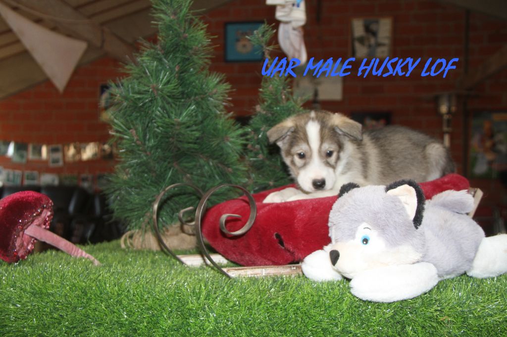 Du Domaine De Mi-loup - Chiot disponible  - Siberian Husky