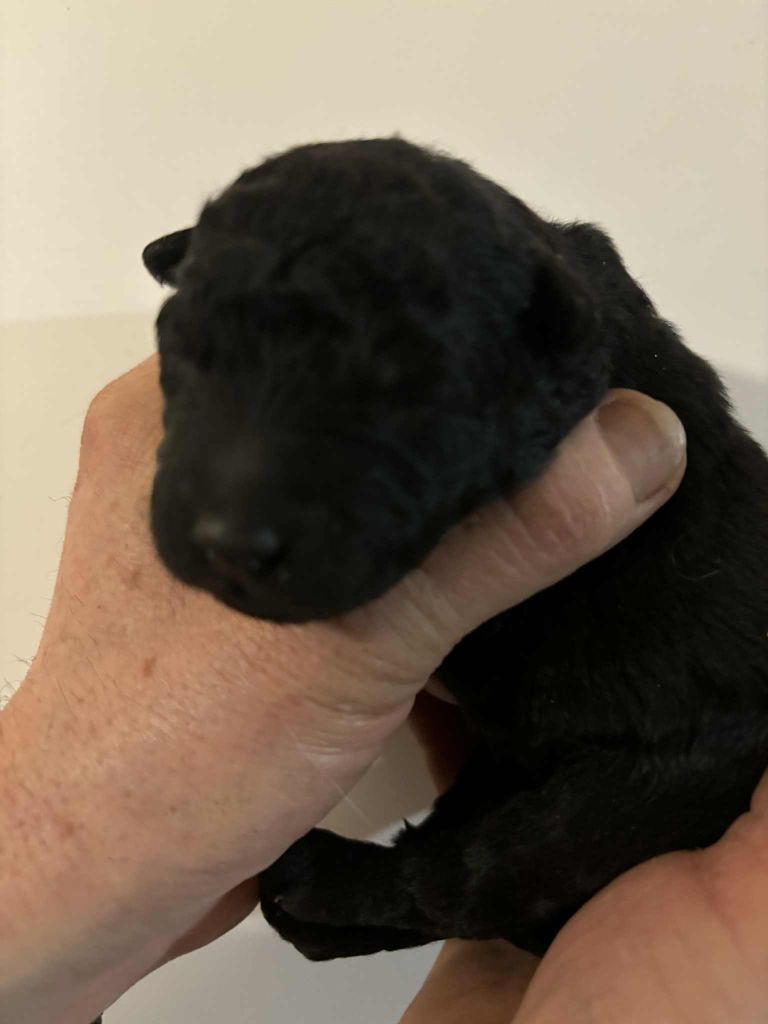 Du Domaine De Mi-loup - Chiots disponibles - Mudi