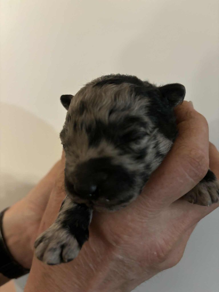 Du Domaine De Mi-loup - Chiots disponibles - Mudi