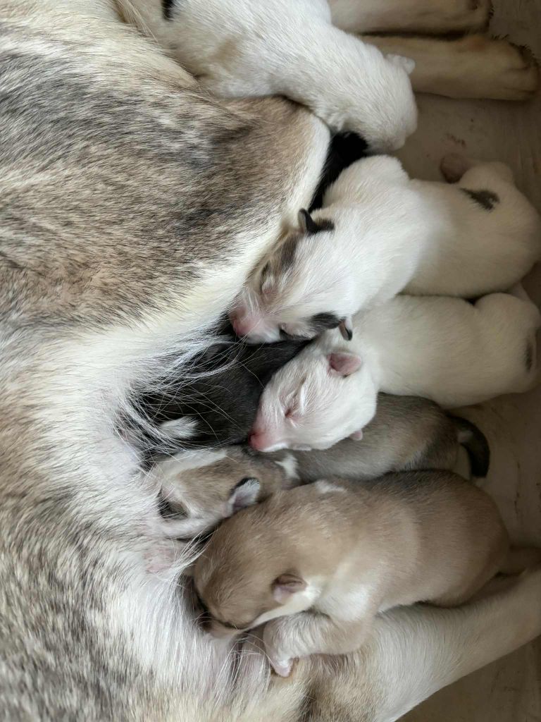 Chiot Siberian Husky Du Domaine De Mi-loup
