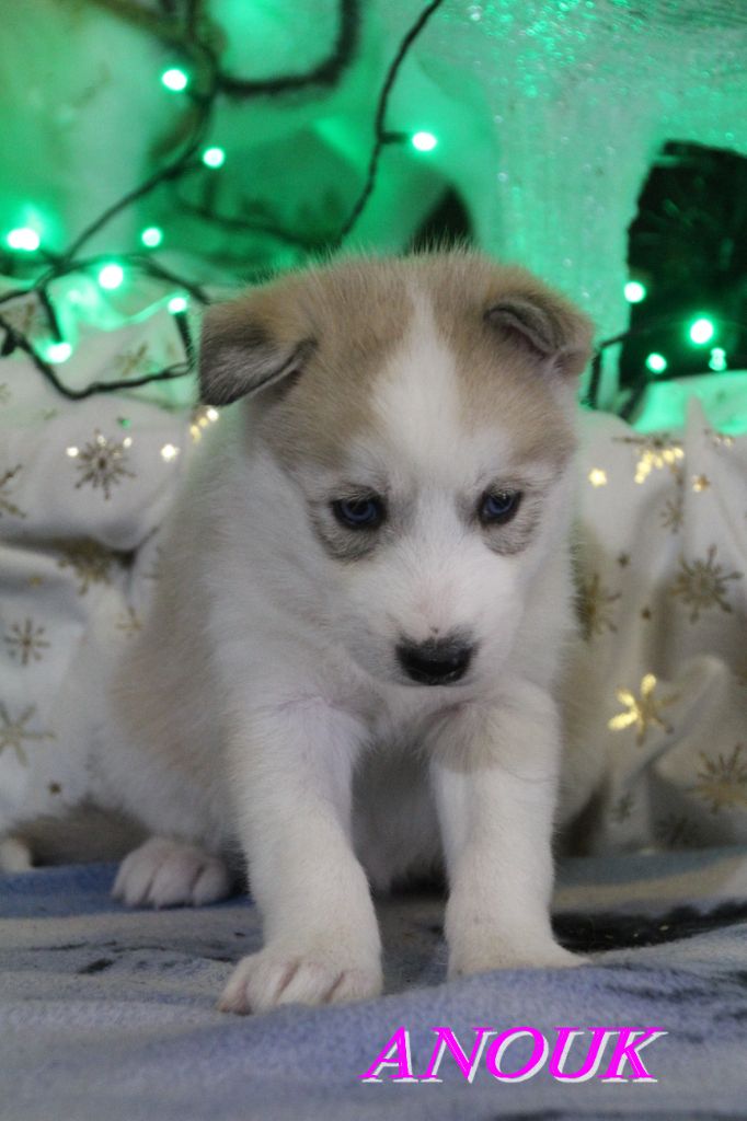 Du Domaine De Mi-loup - Chiots disponibles - Siberian Husky