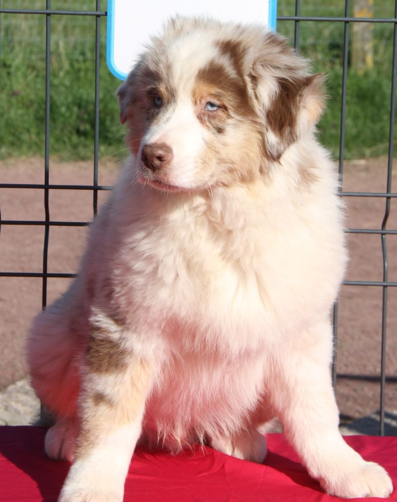 Du Domaine De Mi-loup - Berger Australien - Portée née le 01/01/2023