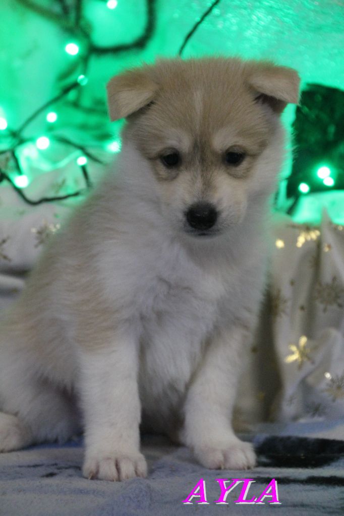 Du Domaine De Mi-loup - Chiots disponibles - Siberian Husky