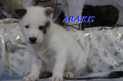 ARAKIS