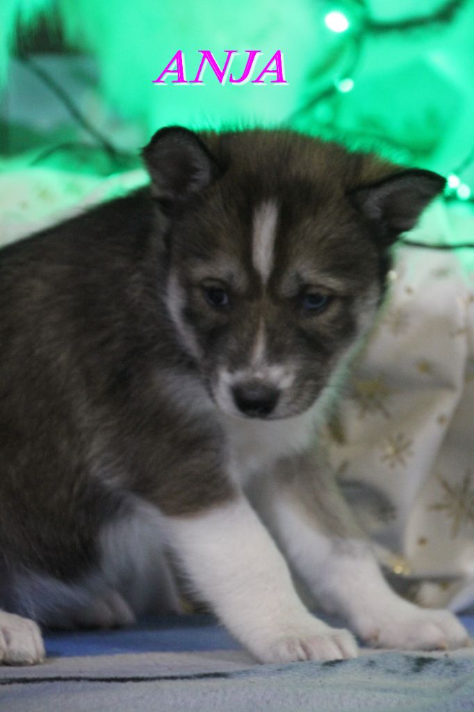 Du Domaine De Mi-loup - Chiots disponibles - Siberian Husky