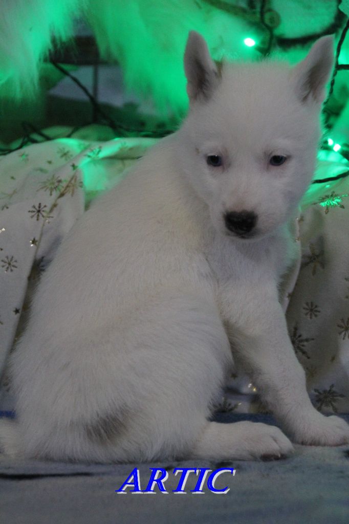 Du Domaine De Mi-loup - Chiots disponibles - Siberian Husky