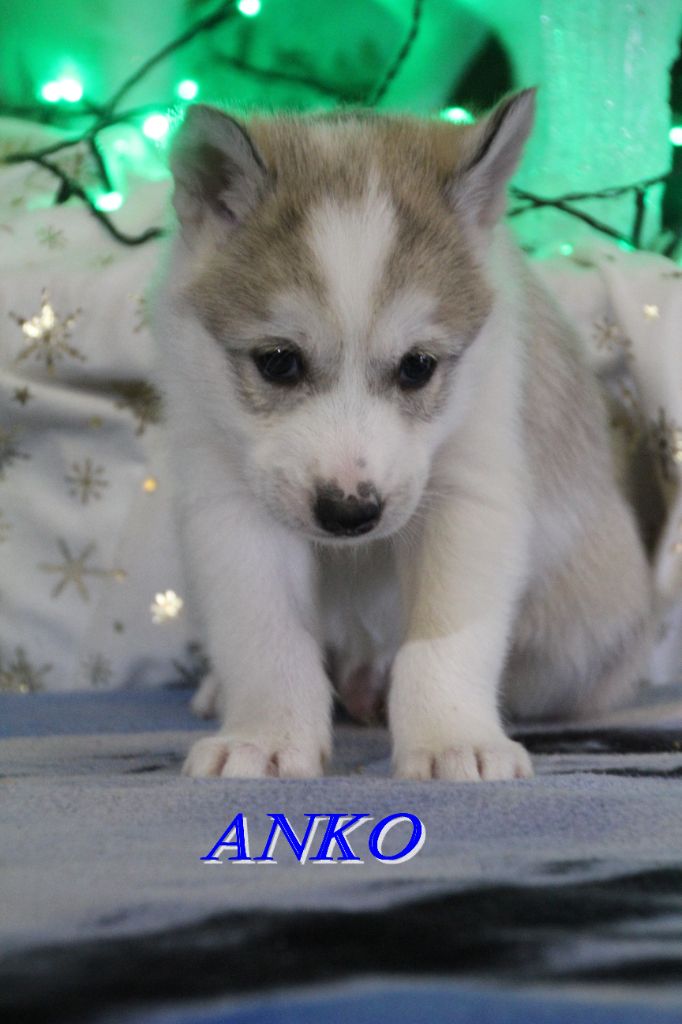Du Domaine De Mi-loup - Chiots disponibles - Siberian Husky